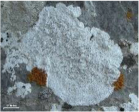 View full size image