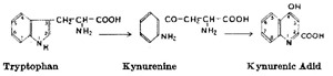 ABSTRACT THE conversion of tryptophan to kynurenic acid has been demonstrated in most mammals1,2. Access through your institution Buy or subscribe This is a preview of subscription content, access via your institution ACCESS OPTIONS Access through your institution Subscribe to this journal Receive 51 print issues and online access $199.00 per year only $3.90 per issue Learn more Buy this article * Purchase on SpringerLink * Instant access to full article PDF Buy now Prices may be subject to local taxes which are calculated during checkout ADDITIONAL ACCESS OPTIONS: * Log in * Learn about institutional subscriptions * Read our FAQs * Contact customer support SIMILAR CONTENT BEING VIEWED BY OTHERS HYDROXYTRYPTOPHAN BIOSYNTHESIS BY A FAMILY OF HEME-DEPENDENT ENZYMES IN BACTERIA Article 31 August 2023 THE Β-SUBUNIT OF TRYPTOPHAN SYNTHASE IS A LATENT TYROSINE SYNTHASE Article 14 May 2024 PREPARATION, VALIDATION AND USE OF A VASOACTIVE TRYPTOPHAN-DERIVED HYDROPEROXIDE AND RELEVANT CONTROL COMPOUNDS Article 11 June 2021 REFERENCES * Neuberger, A., _Ann. Rep. Chem. Soc. Lond._, 41, 237 (1944). Google Scholar  * Dalgliesh, C. E., _Quart. Revs._, 5, 227 (1951). Article  CAS  Google Scholar  * Hayaishi, O., _‘Symposium on Amino-acid Metabolism’_. Eds. W. D. McElroy and B. Glass, 914 (1955). Google Scholar  * Wiss, O., _Hoppe-Seyl. Z._, 293, 106 (1953). Article  CAS  Google Scholar  * Marchant, R. H., and Harvey, D. G., _J. chem. Soc._, 1808 (1951). * Capaldi, A., _Hoppe-Seyl. Z._, 23, 92 (1897). Article  CAS  Google Scholar  * Marchant, R. H., Ph.D. Thesis, University of London. (1957). * Hayaishi, O., and Stanier, R. Y., _J. Bact._, 62, 691 (1951). CAS  PubMed  Google Scholar  * Mehler, A. H., _‘Symposium on Amino-acid Metabolism’_. Eds. W. D. McElroy and B. Glass, 894 (1955). Google Scholar  * Ek, A., and Witkop, B., _J. Amer. chem. Soc._, 75, 500 (1953). Article  CAS  Google Scholar  Download references AUTHOR INFORMATION AUTHORS AND AFFILIATIONS * Department of Physiology, Royal Veterinary College, London, N.W.1 R. H. MARCHANT Authors * R. H. MARCHANT View author publications You can also search for this author inPubMed Google Scholar RIGHTS AND PERMISSIONS Reprints and permissions ABOUT THIS ARTICLE CITE THIS ARTICLE MARCHANT, R. Specificity of the Tryptophan Peroxidase-Oxidase Enzyme System. _Nature_ 184, 1711–1712 (1959). https://doi.org/10.1038/1841711b0 Download citation * Issue Date: 28 November 1959 * DOI: https://doi.org/10.1038/1841711b0 SHARE THIS ARTICLE Anyone you share the following link with will be able to read this content: Get shareable link Sorry, a shareable link is not currently available for this article. Copy to clipboard Provided by the Springer Nature SharedIt content-sharing initiative