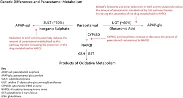 ipamorelin mod grf 1-29 results Ferroptosis and Intrinsic Drug-induced Liver Injury by Acetaminophen and  Other Drugs: A Critical Evaluation and Historical Perspective