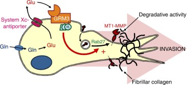 glutathione versus glutamine Glutaminolysis drives membrane trafficking to promote invasiveness of  breast cancer cells