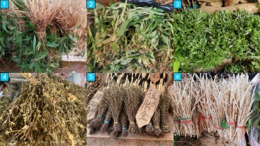 Wild Edible Plants And Their Cultural Significance Among The.