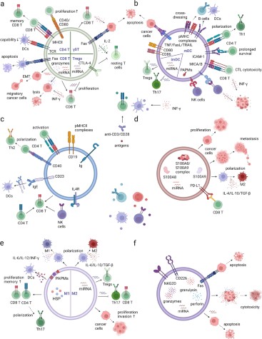 The roles of small extracellular vesicles in cancer and immune regulation  and translational potential in cancer therapy