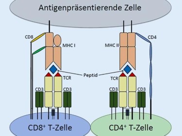 Allergien Und Intoleranzreaktionen Der Haut Themenseite
