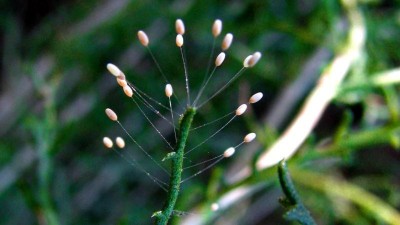 Neues Hochleistungsmaterial aus der Retorte