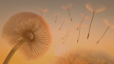 Pusteblume im Wind