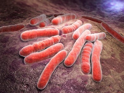 Mycobacterium
