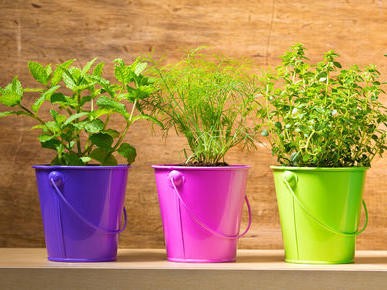 Salzarmes Essen muss nicht fad schmecken - mit Hilfe von Kräutern kann auch gut gewürzt werden.