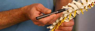 Modell der Wirbelsäule