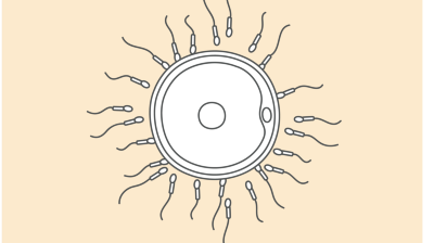 Fertilität