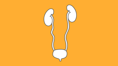 Nephrologie und Urogenitale
