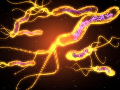 H. pylori-Bakterium
