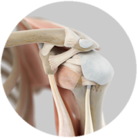 Schulter - Schultergelenkpfanne / Glenoid