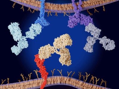 Immuncheckpointinhibitoren binden an Krebszelloberflächenproteine 