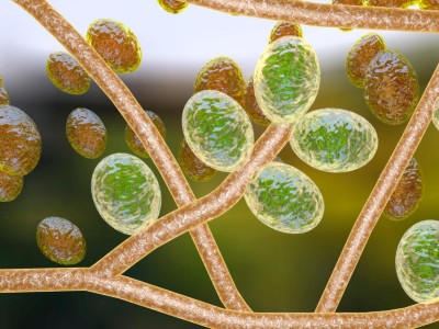 3D Illustration vom Pilz Trichophyton rubrum