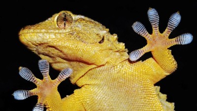 Was Geckofüße und Robotergreifsysteme gemeinsam haben
