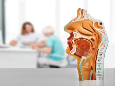 Ein Anatomie-Modell des Kopfes in der HNO-Praxis