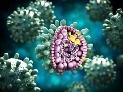 Modell des Hepatitis B Virus