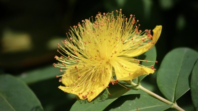 Gelbe Blume