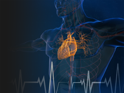 Illustration of heart and ECG