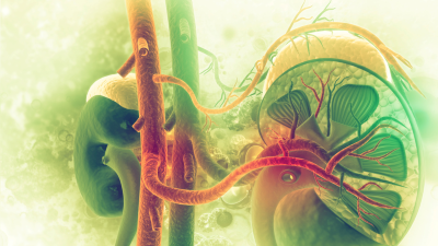 Illustrated cross-section of a human kidney and adrenal gland