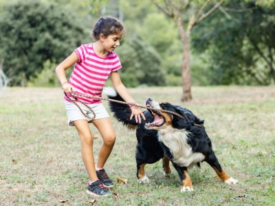 Kind spielt mit Hund auf Wiese