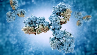 Human antibodies