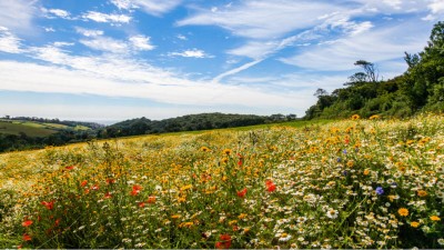 Wiese mit verschiedenen Blumen