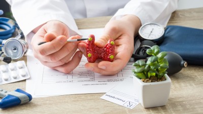 Arzt hält Schilddrüsenmodell in der Hand