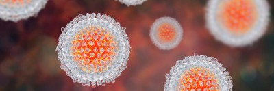 Hepatitis-C-Virus-Modell