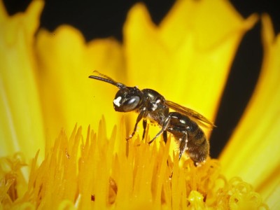 Biene auf Blume