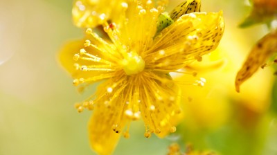Johanniskrautblüten