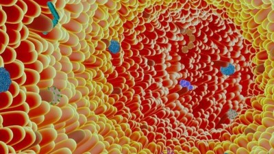 Darmschleimhaut schematisch