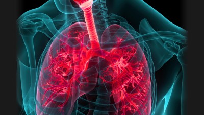 3D concept image showing the anatomy of the lungs and respiratory system