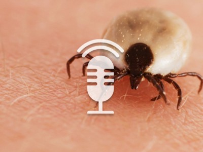 ZFA TALKS - Zeckenstich