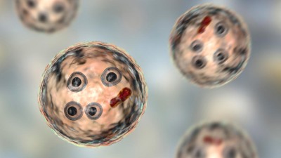 3D illustration of cysts of Entamoeba histolityca