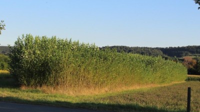 BECCS Bild