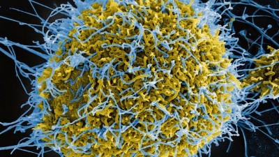 Ebolavirus