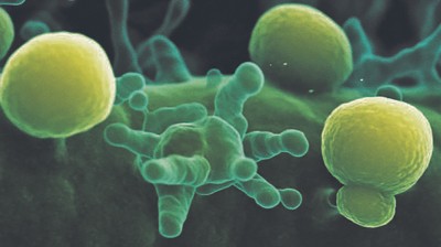 Pneumokokken