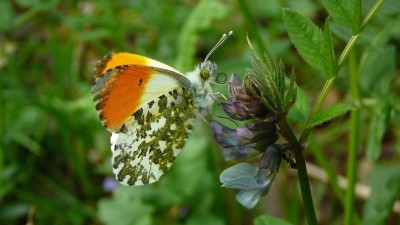 UFZ Schmetterling Bild 1