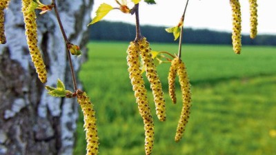 Pollen