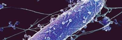 Bakteriophagen (hellblau) greifen ein Pseudomonas-aeruginosa-Baktierum (lila) an