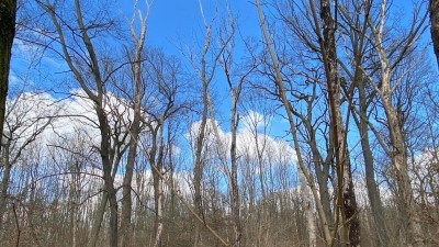 Wald Klimaschutz PIK Bild
