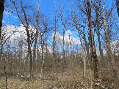 Wald Klimaschutz PIK Bild