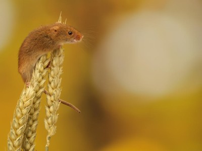 Maus auf Getreidehalm