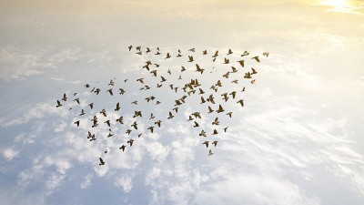 Vögel fliegen am Himmel in einer Pfeil-Formation.