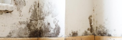 Schimmelbefall an der Wand