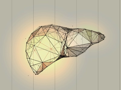 Image is an abstract low poly wireframe illustration of the liver