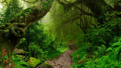 Nepal tropical jungle