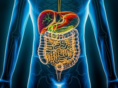 Image is a 3D-rendered X-ray style illustration of the human gastrointestinal tract