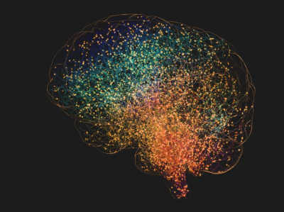 Human brain illustration
